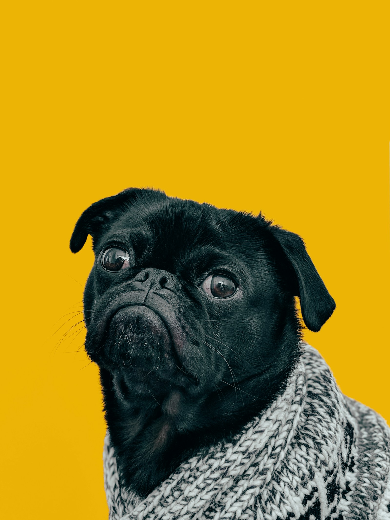 Warm editorial photograph of a happy dog resting comfortably in a bright home, natural light, cozy textures, no people